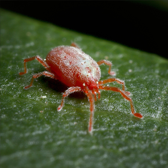 bird mites control brisbane