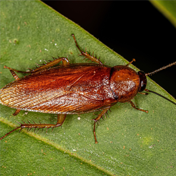 cockroaches control brisbane