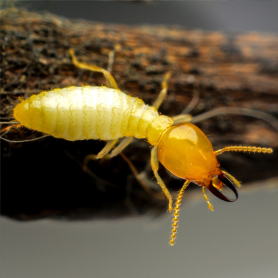 termite treatment brisbane