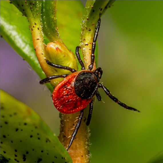 ticks control brisbane