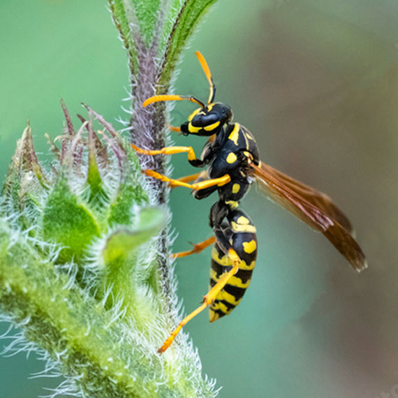 wasps removal brisbane