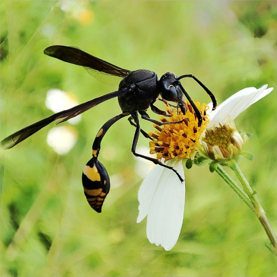 wasps removal brisbane