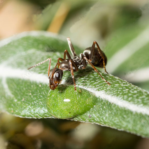 ants control brisbane