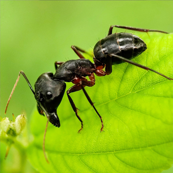 ants control brisbane