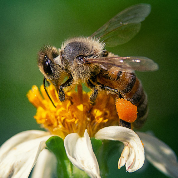 bees control brisbane