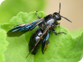 Black flower wasp