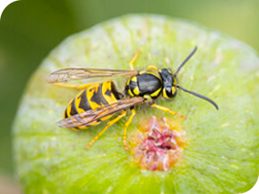 European wasp