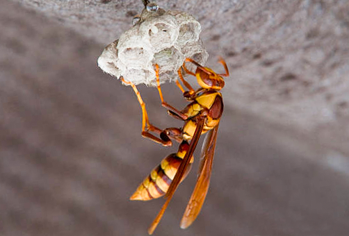 Health related issues linked to wasp infestation