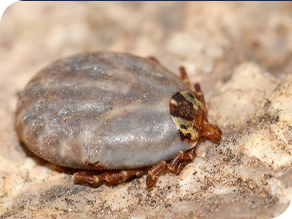 Kangaroo Ticks