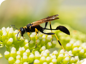 Mud dauber wasps