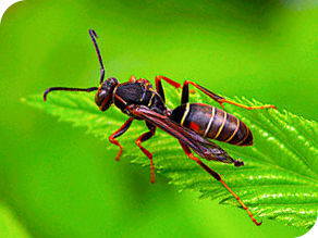 Paper wasps