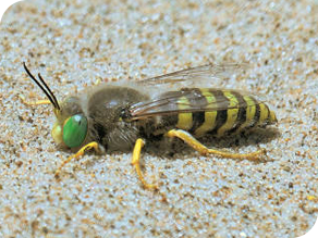 Sand wasp