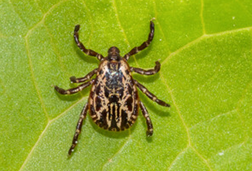 Species of ticks