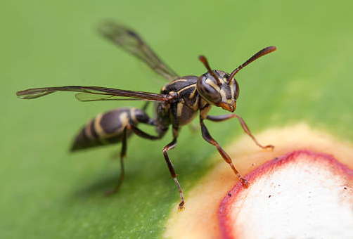 Wasps removal in Brisbane