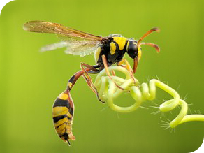 Yellow potter wasp