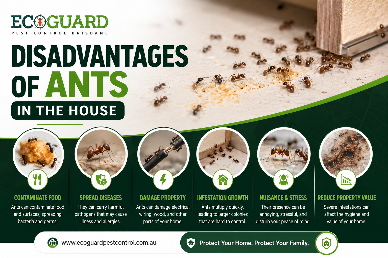 Disadvantages of ants in the house