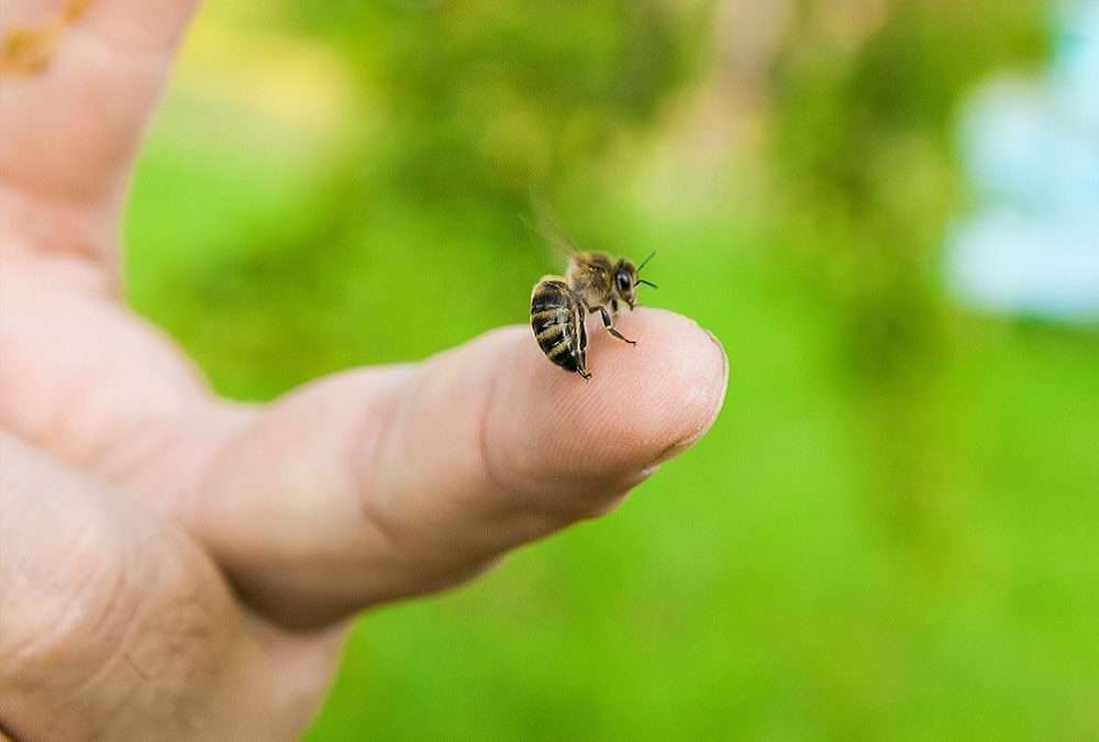 End of Lease Pest Control: Why Is It Essential?