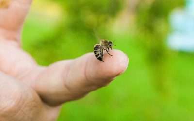 End of Lease Pest Control: Why Is It Essential?