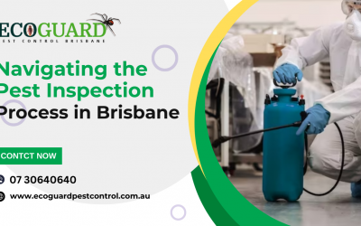 Navigating the Pest Inspection Process in Brisbane
