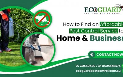 Complete Pest Control – How to Find an Affordable Pest Control Service for Home and Business