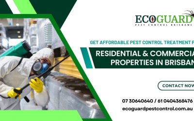 Get Affordable Pest Control Treatment for Residential and Commercial Properties in Brisbane