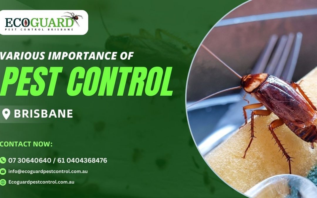 Various Importance of Pest Control Brisbane: Know from EcoGuard