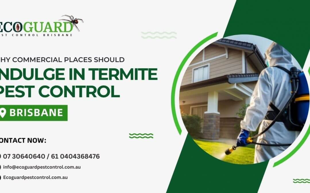 Termite Pest Control Brisbane