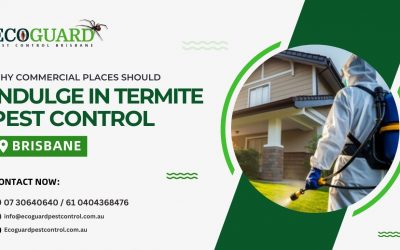 Why Commercial Places Should Indulge in Termite Pest Control Brisbane