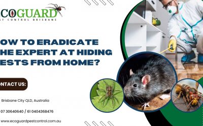 How to Eradicate the Expert at Hiding Pests from Home?