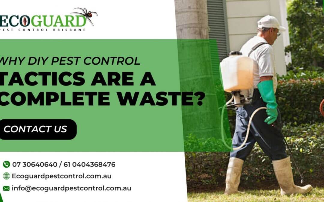 rats pest control in Brisbane