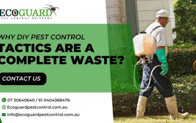 Why DIY Pest Control Tactics are a Complete Waste?