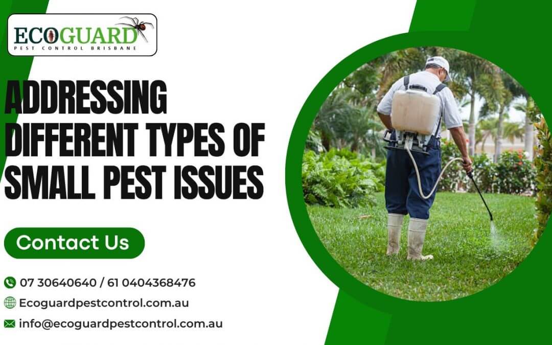 flies pest control in Brisbane