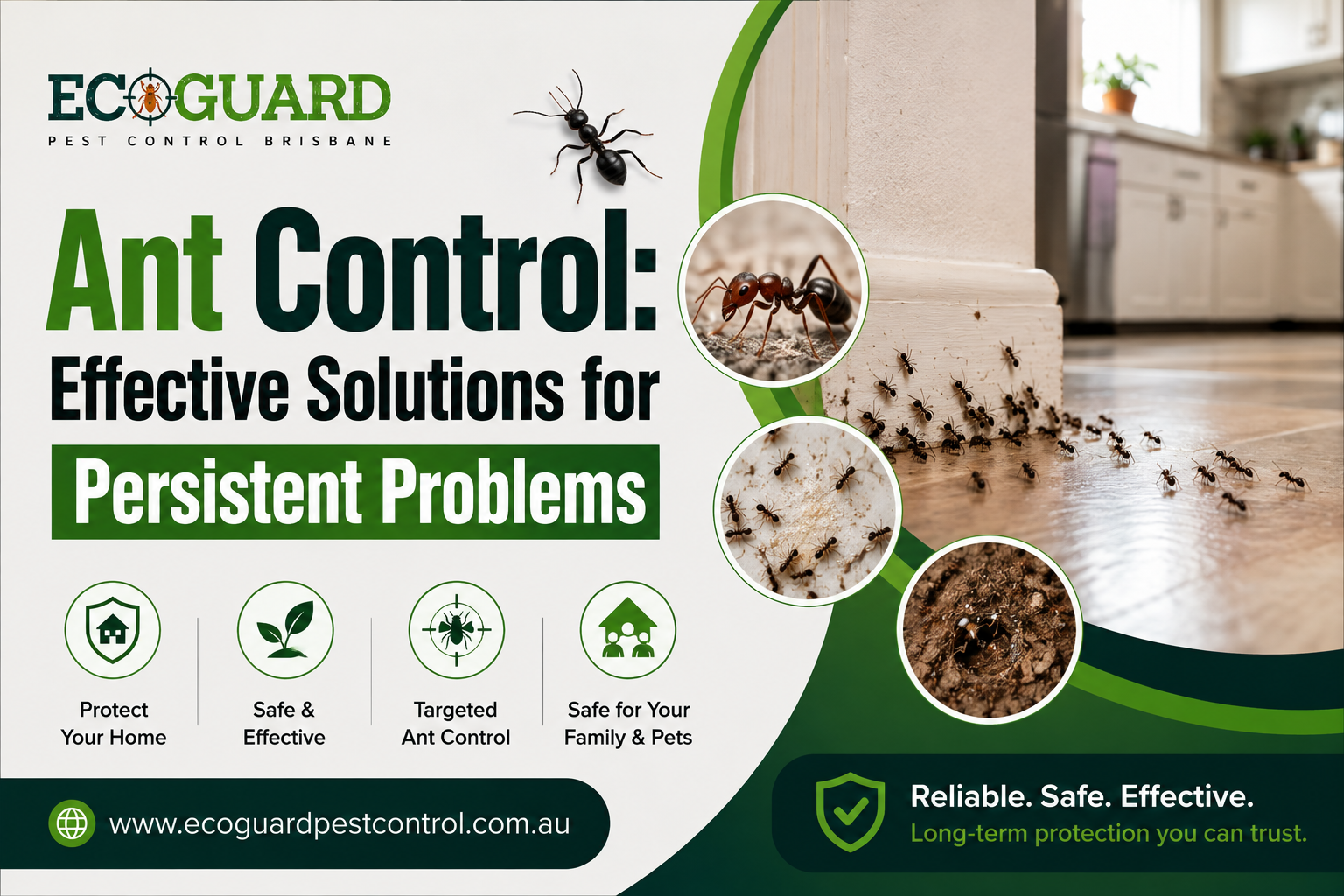 Ant Control Effective Solutions for Persistent Problems