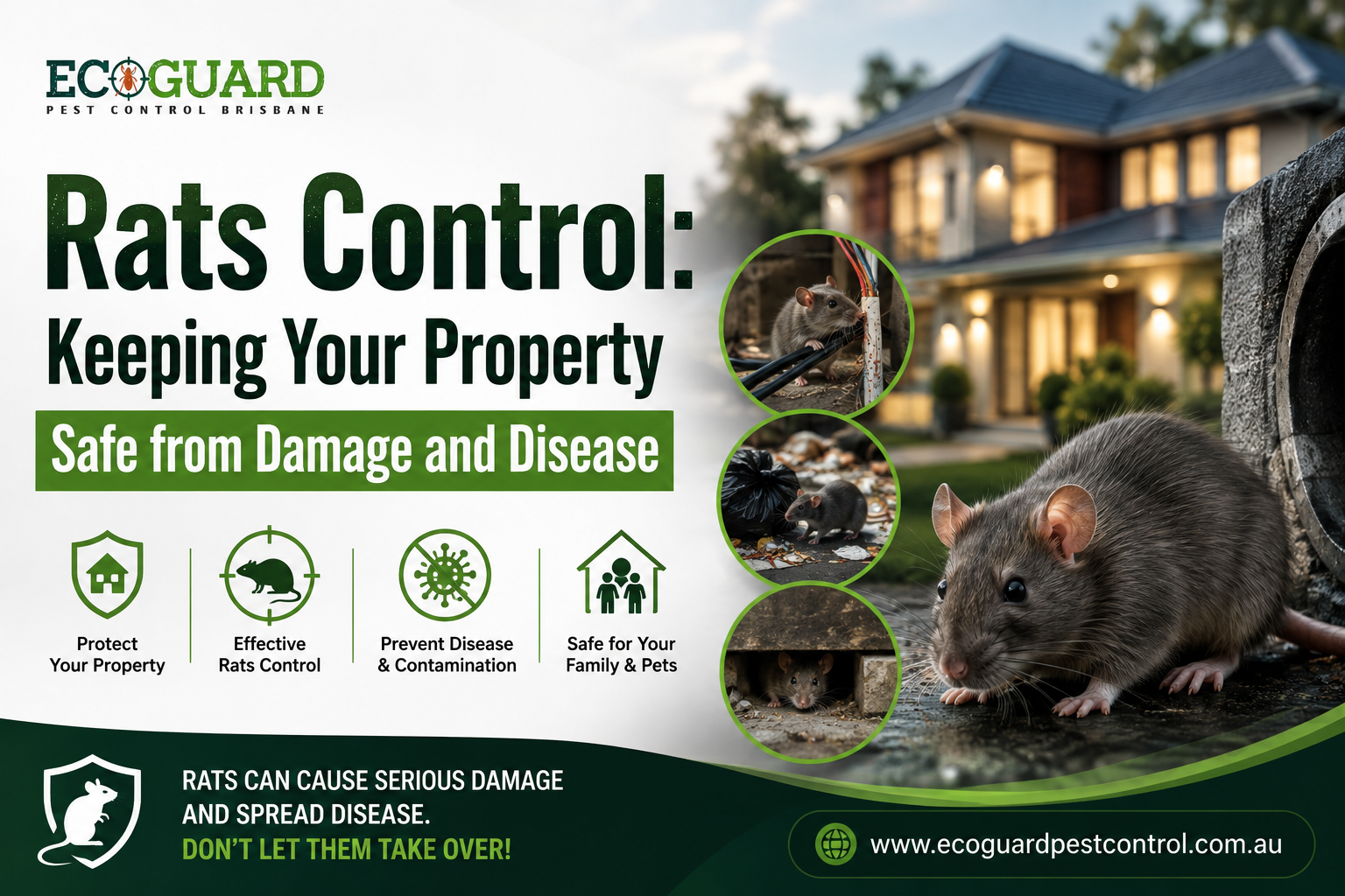 Rats Control Keeping Your Property Safe from Damage and Disease