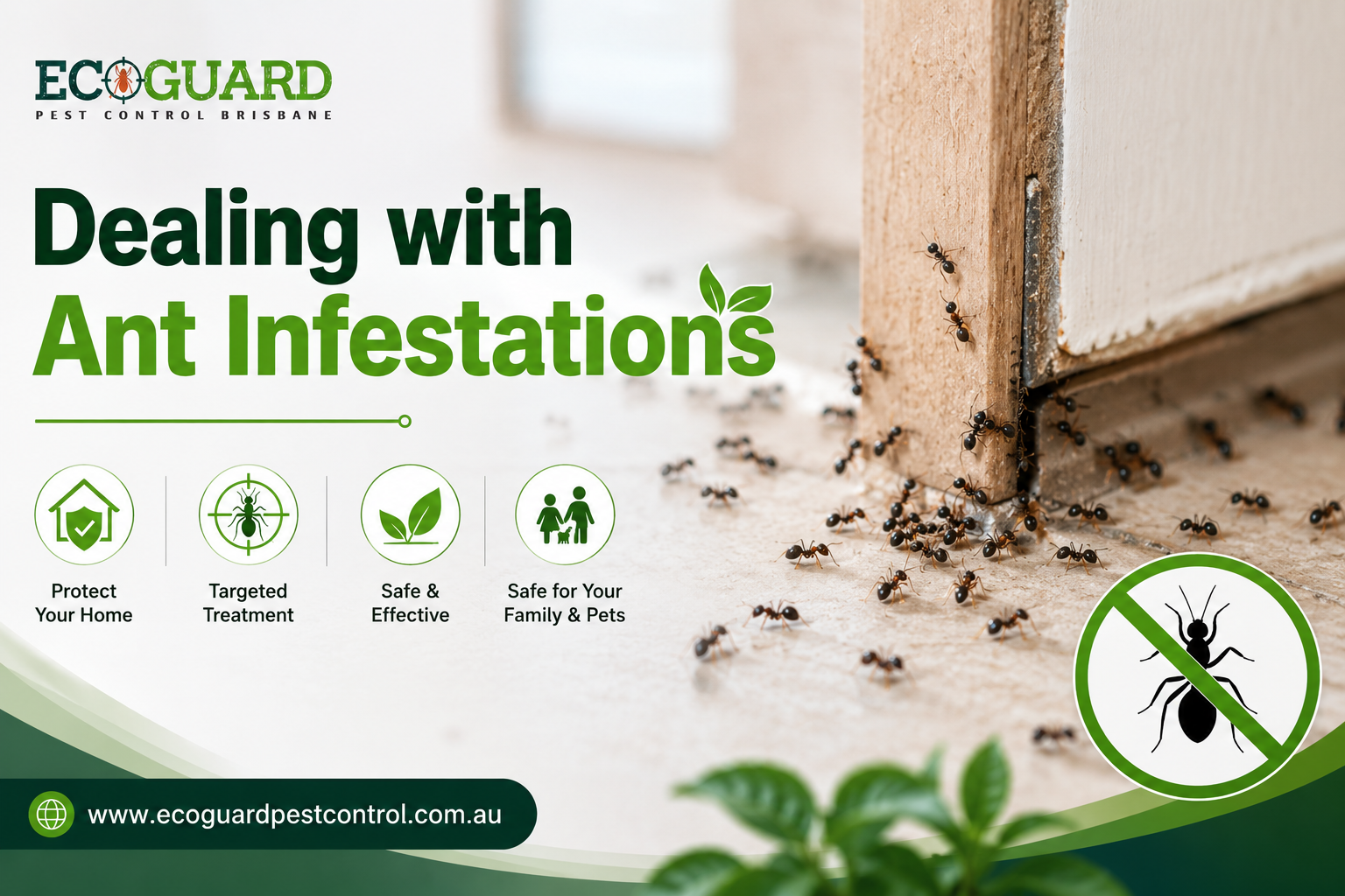 Dealing with Ant Infestations