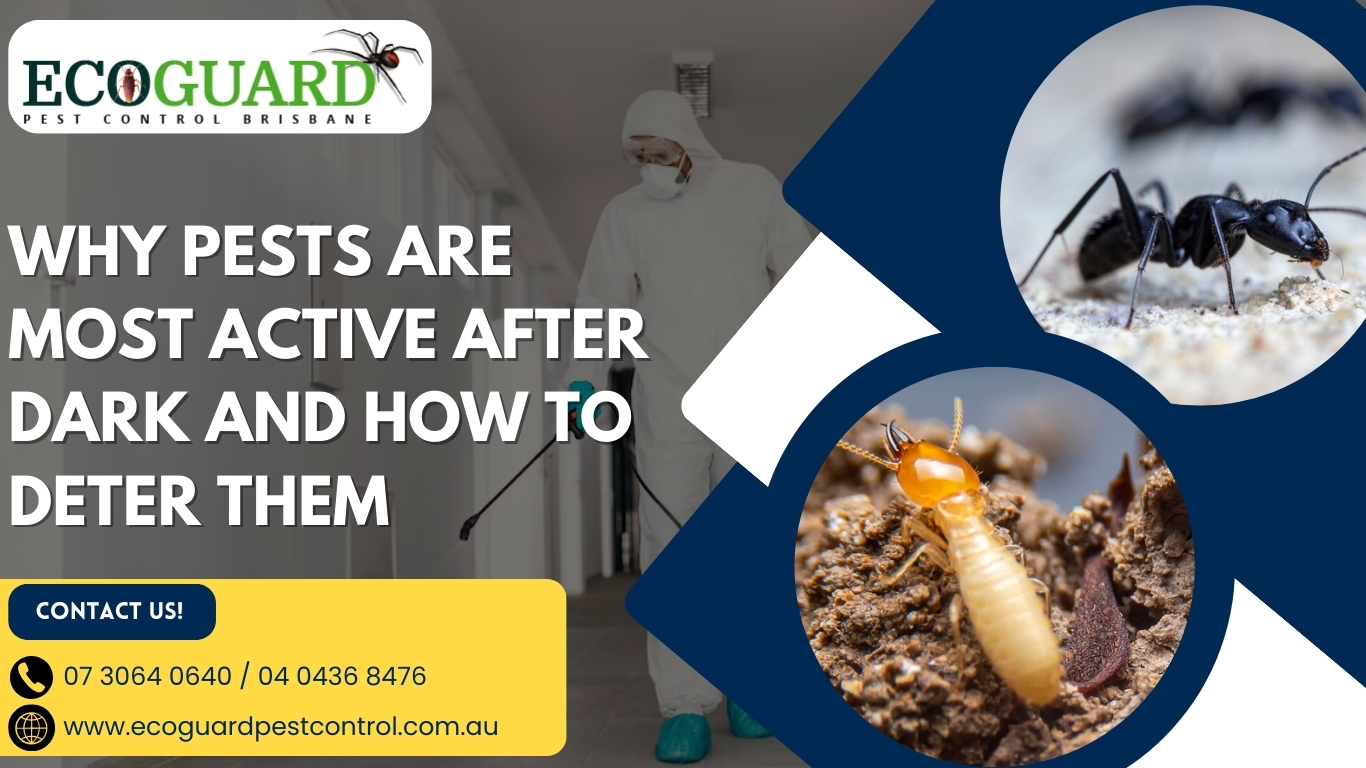 Why Pests Are Most Active After Dark and How to Deter Them