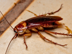 American Cockroach