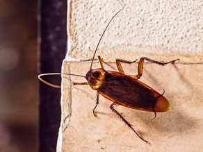 Australian Cockroach