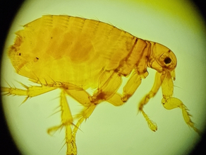 Bird Flea