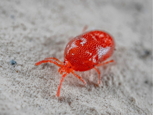 Bird Mites Extermination