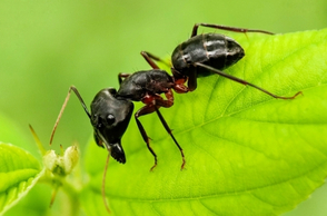 Black House Ant