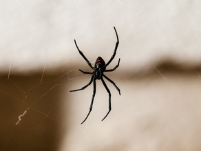 Black House Spider