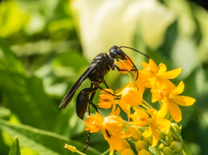 Black flower wasp