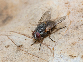 Blow Fly