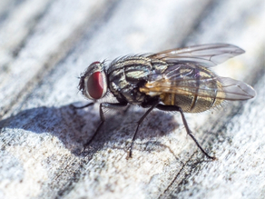 Bush Fly