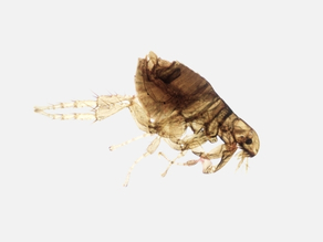 Cat Flea