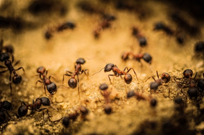 Coastal Brown Ant