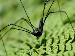 Daddy Long Legs