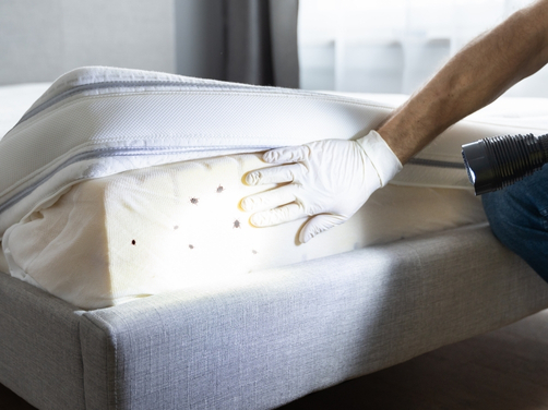 Damage Caused By Bed Bugs