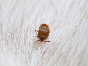 Dog Flea